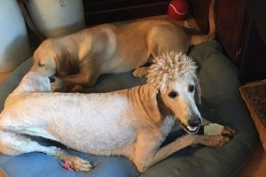 Neuspješna frizura glorificirala je psa za cijeli internet